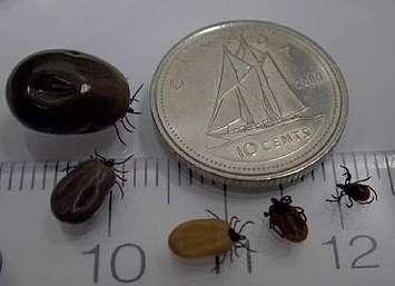 Female blacklegged ticks in various stages of feeding. Note the change in size and colour. Photo courtesy of http://www.phac-aspc.gc.ca/