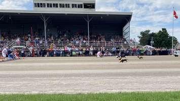 The annual Harness The Hope Race Day and Wiener Dog race at Clinton Raceway raised over $5,000 for various cancer organizations.