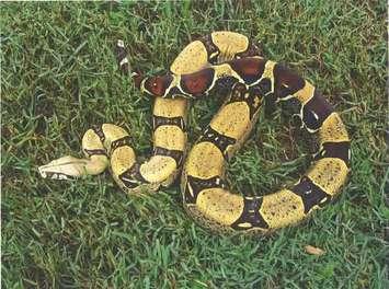 Red-tail boa constrictor. Photo courtesy of Owen Sound Police.