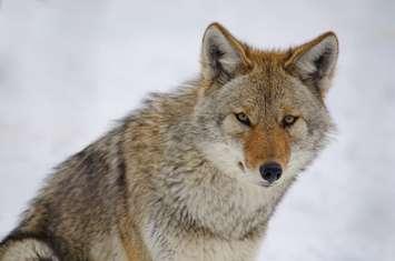 Photo of coyote courtesy of © Can Stock Photo Inc. / marcbruxelle
