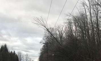 A tree fell onto hydro lines following a wind storm in December 2019. (Photo courtesy of Bluewater Power)