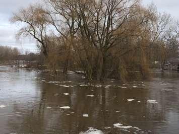 High water level in Maitland River at Lower Town Wingham (BlackburnNews.com photo)