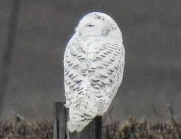 Snowy Owl spotted in Dublin just before Christmas