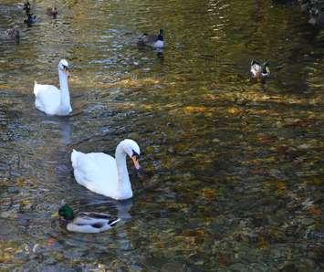 Swan at Harrison Park